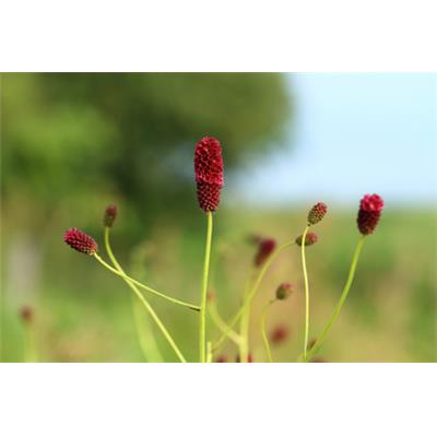 Teinture mère ou extrait de plantes Sanguisorba Officinalis-Sanguisorbe officinale BIO