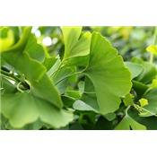 Macérat glycériné de bourgeons Ginkgo Biloba-Ginkgo BIO