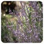 Huile essentielle Lavandin super BIO-Lavandula intermedia clone super BIO