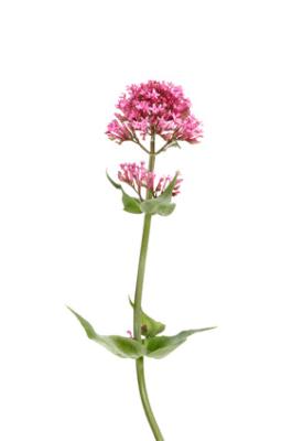 Valriane - Valeriana officinalis L.