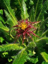 Teinture mère ou extrait de plantes Carduus Benedictus-Chardon béni BIO