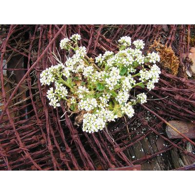 Teinture mère ou extrait de plantes Cochlearia Officinalis-Cochleaire officinal BIO