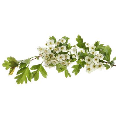 Teinture mère ou extrait de plantes Crataegus Oxyacantha-Aubépine à 2 styles BIO