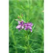 Teinture mère ou extrait de plantes Epilobium Palustre-Epilobe des marais BIO