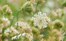 Teinture mère ou extrait de plantes Spiraea ulmaria-Reine des prés BIO