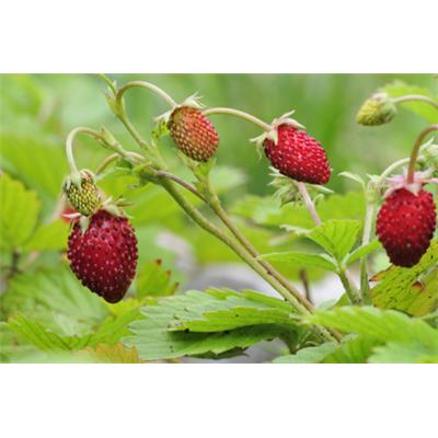 Teinture mère ou extrait de plantes Fragaria Vesca-Fraisier des bois BIO