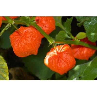 Teinture mère ou extrait de plantes Physalis Alkekengi-Coqueret Alkekenge BIO