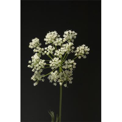 Teinture mère ou extrait de plantes Pimpinella Anisum-Anis vert BIO