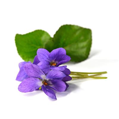 Teinture mère ou extrait de plantes Viola Odorata-Violette odorante BIO