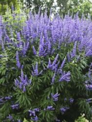 Gattilier - Vitex agnus-castus