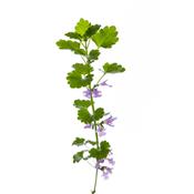 Teinture mère ou extrait de plantes Glechoma Hederacea-Lierre terrestre BIO