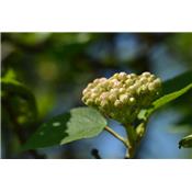 Macérat glycériné de bourgeons Viburnum lantana-Viorne BIO