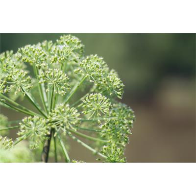 Teinture mère ou extrait de plantes Angelica Archangelica-Angélique archangélique BIO