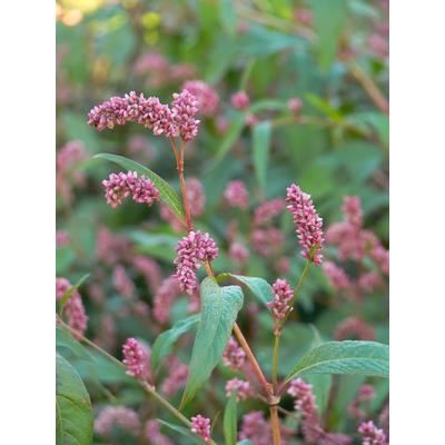 Teinture mère ou extrait de plantes Polygonum Hydropiper-Renouée poivre d'eau BIO