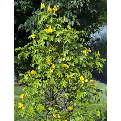 Teinture mère ou extrait de plantes Cassia Angustifolia-Séné BIO