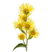 Teinture mère ou extrait de plantes Inula Helenium-Aunée