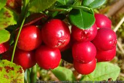 Teinture mère ou extrait de plantes Vaccinium Vitis Idaea-Airelle rouge BIO