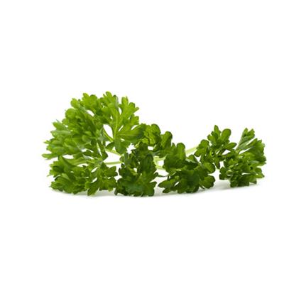 Teinture mère ou extrait de plantes Petroselinum Sativum-Persil cultivé BIO